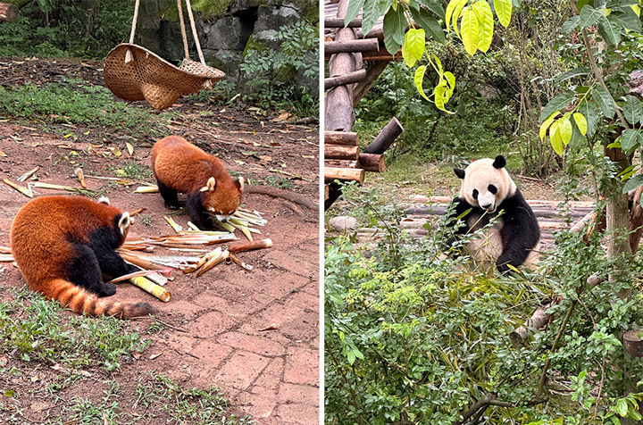 员工福利�?hy3380cc海洋之神公�?022年度优良员工“乐游天府，魅力四川”之旅圆满收�?4.jpg